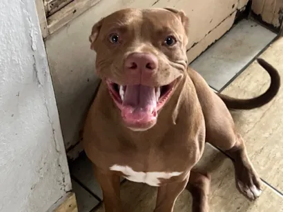 Cachorro raça Pit-Bull idade 7 a 11 meses nome Luna 