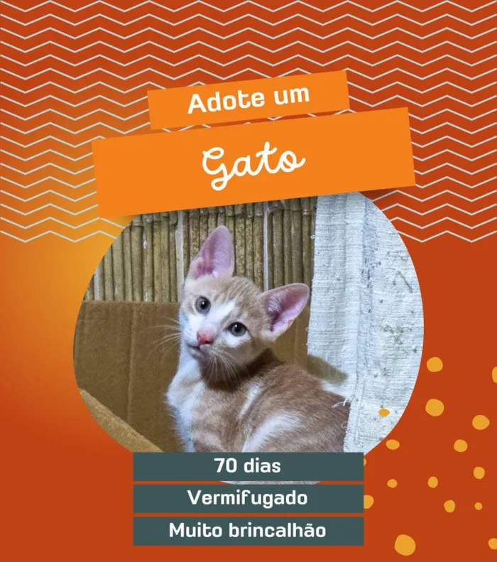 Gato raça Exótico idade 2 a 6 meses nome Nino