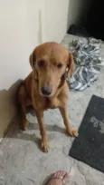 Cachorro raça SRD-ViraLata idade 3 anos nome Caramelo 