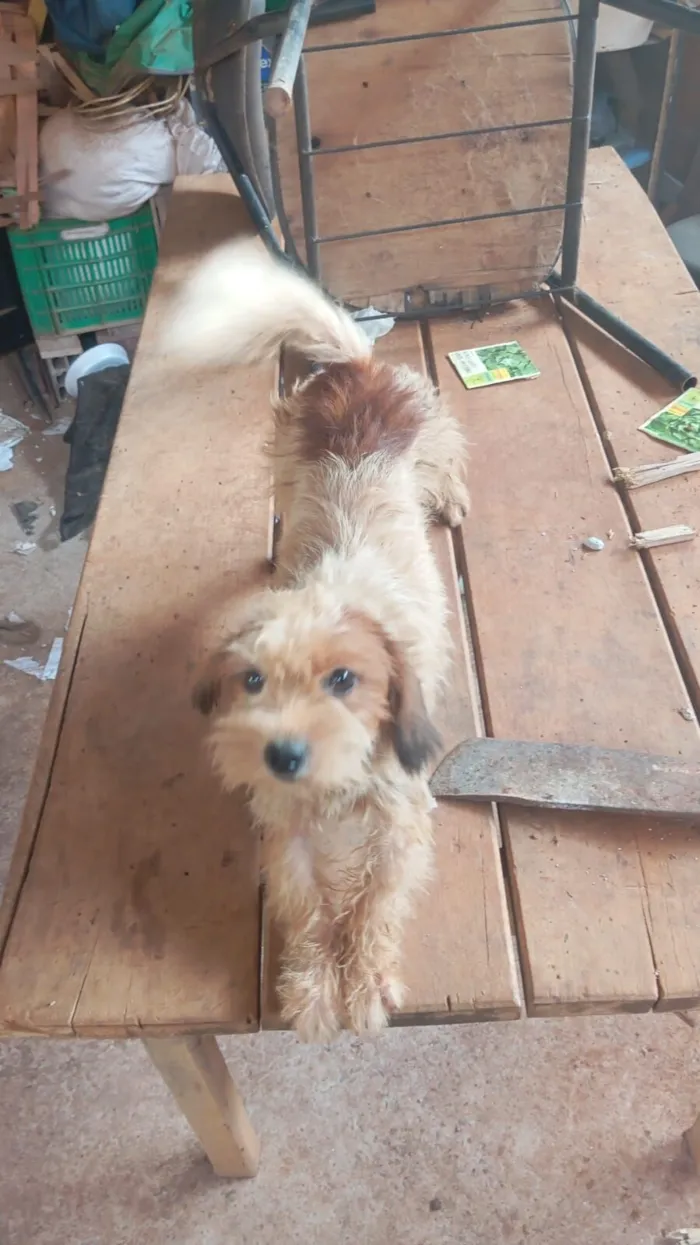 Cachorro raça Shitzu idade 1 ano nome Princesa 