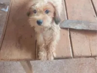 Cachorro raça Shitzu idade 1 ano nome Princesa 