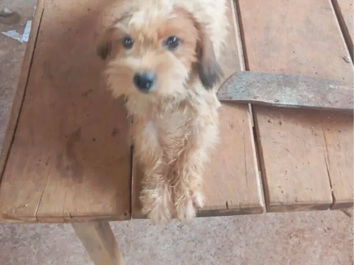 Cachorro raça Shitzu idade 1 ano nome Princesa 