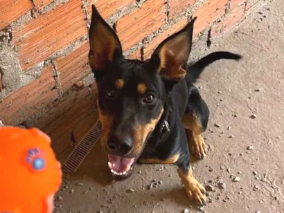 Cachorro raça SRD-ViraLata idade 7 a 11 meses nome Oreo