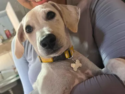 Cachorro raça SRD-ViraLata idade 2 a 6 meses nome Arroz