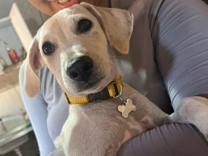 Cachorro raça SRD-ViraLata idade 2 a 6 meses nome Arroz