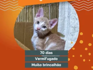 Gato raça Exótico idade 2 a 6 meses nome Nino