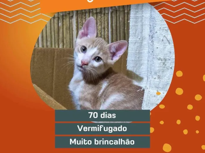 Gato raça Exótico idade 2 a 6 meses nome Nino