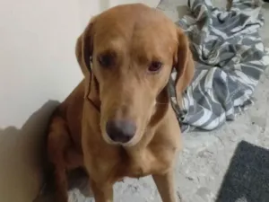 Cachorro raça SRD-ViraLata idade 3 anos nome Caramelo 