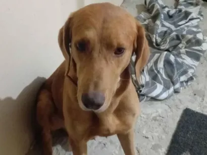 Cachorro raça SRD-ViraLata idade 3 anos nome Caramelo 