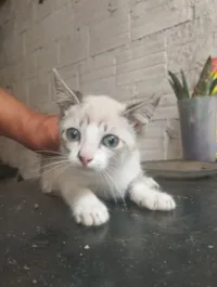 Gato raça SRD-ViraLata idade 2 a 6 meses nome Sem nome