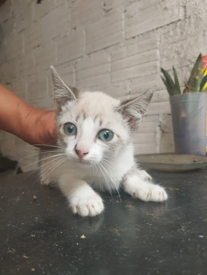 Gato raça SRD-ViraLata idade 2 a 6 meses nome Sem nome