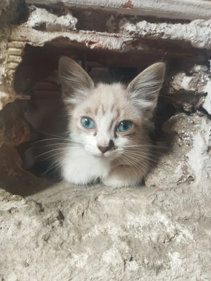 Gato raça SRD-ViraLata idade 2 a 6 meses nome Sem nome