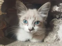 Gato raça SRD-ViraLata idade 2 a 6 meses nome Sem nome