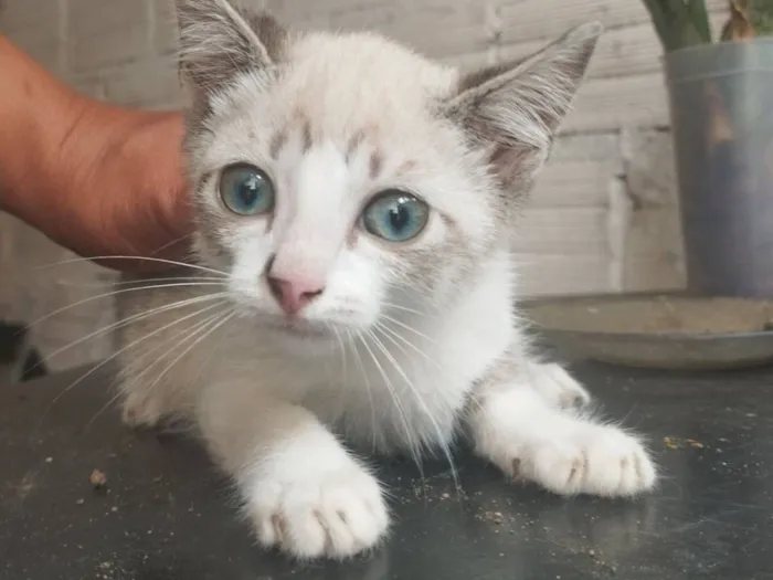 Gato raça SRD-ViraLata idade 2 a 6 meses nome Sem nome