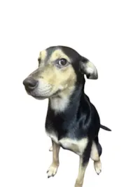 Cachorro raça SRD-ViraLata idade 2 anos nome rebeca bautista saravia