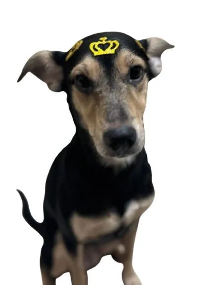 Cachorro raça SRD-ViraLata idade 2 anos nome rebeca bautista saravia