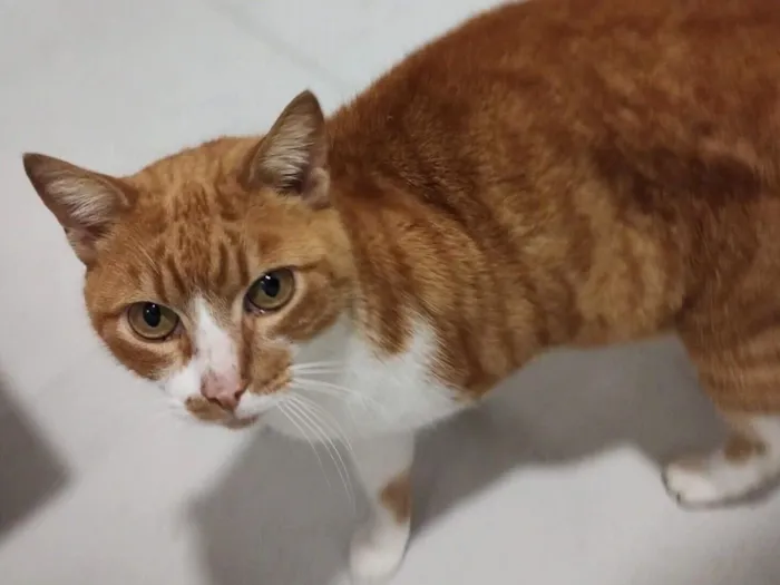 Gato raça SRD-ViraLata idade 6 ou mais anos nome Amarelinho 
