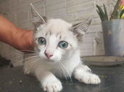 Gato raça SRD-ViraLata idade 2 a 6 meses nome Sem nome