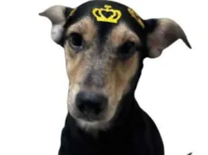 Cachorro raça SRD-ViraLata idade 2 anos nome rebeca bautista saravia