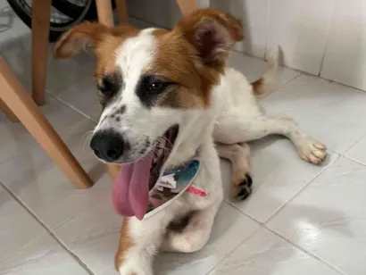 Cachorro raça SRD-ViraLata idade 2 anos nome Virgínia