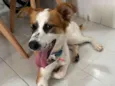 Cachorro raça SRD-ViraLata idade 2 anos nome Virgínia