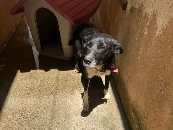 Cachorro raça SRD-ViraLata idade 3 anos nome Kira 