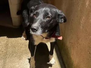 Cachorro raça SRD-ViraLata idade 3 anos nome Kira 