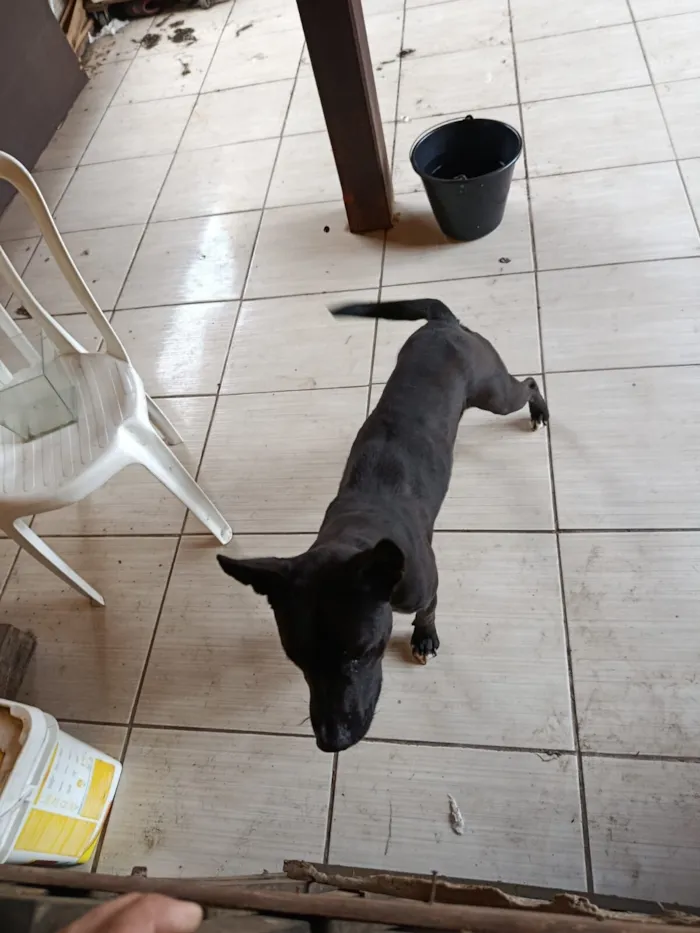 Cachorro raça SRD-ViraLata idade 2 anos nome LUKY