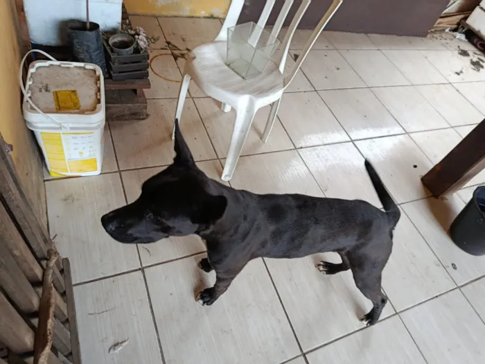 Cachorro raça SRD-ViraLata idade 2 anos nome LUKY