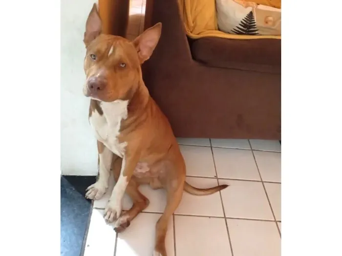 Cachorro raça Pit-Bull idade 2 anos nome PACO recompensa-se