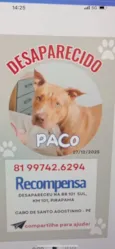 Cachorro raça Pit-Bull idade 2 anos nome PACO recompensa-se