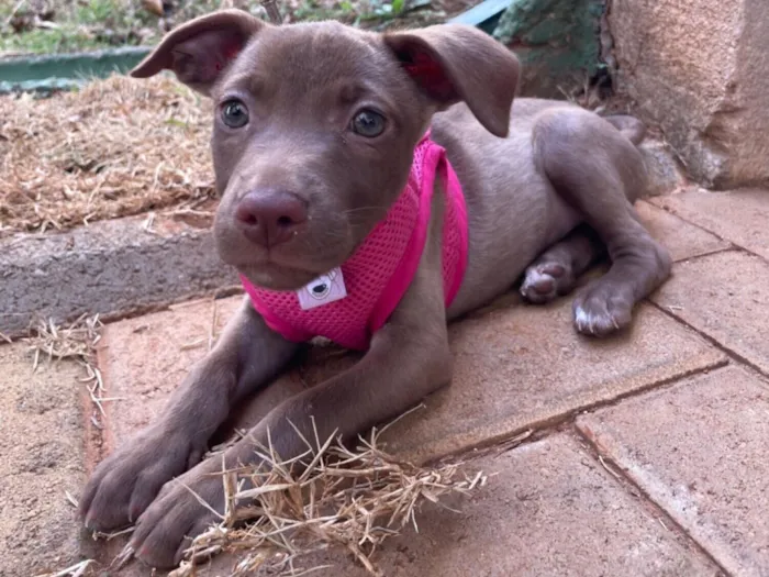 Cachorro raça SRD-ViraLata idade Abaixo de 2 meses nome Naty