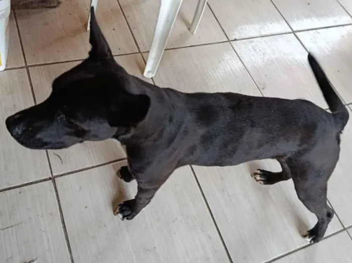 Cachorro raça SRD-ViraLata idade 2 anos nome LUKY