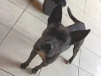 Cachorro raça SRD-ViraLata idade 2 anos nome LUKY