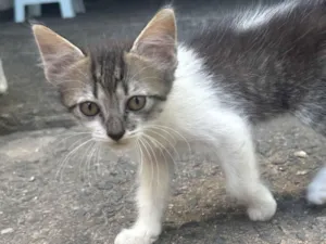 Gato raça SRD-ViraLata idade 2 a 6 meses nome Livia