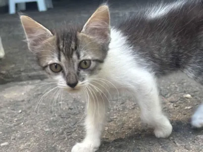 Gato raça SRD-ViraLata idade 2 a 6 meses nome Livia
