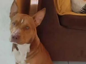 Cachorro raça Pit-Bull idade 2 anos nome PACO recompensa-se