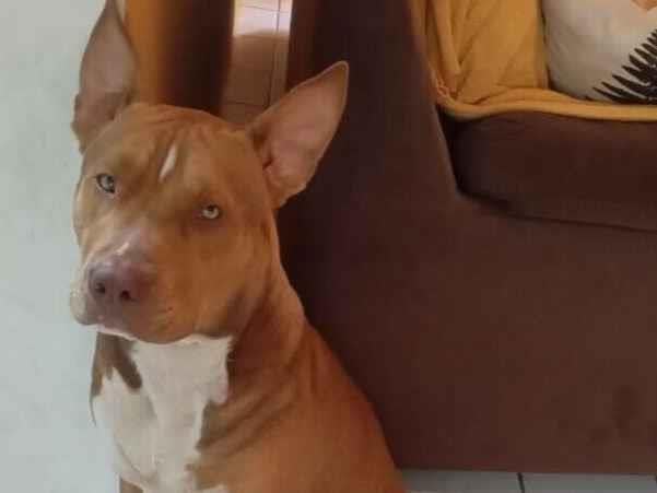 Cachorro raça Pit-Bull idade 2 anos nome PACO recompensa-se