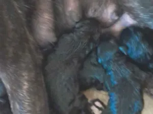 Cachorro raça SRD-ViraLata idade Abaixo de 2 meses nome Daniela Cipriano