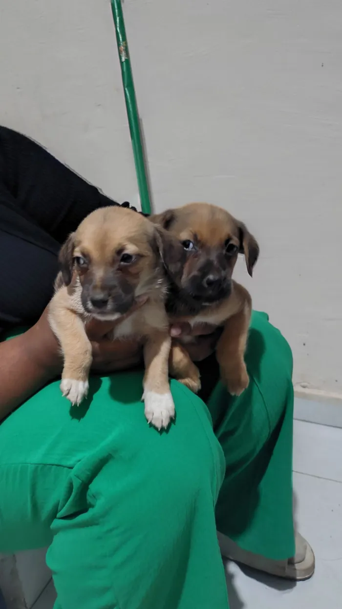 Cachorro raça SRD-ViraLata idade 2 a 6 meses nome Arrasca