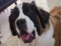 Cachorro raça São Bernardo idade 1 ano nome Eros 