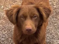 Cachorro raça Pequinês idade 7 a 11 meses nome Tody 