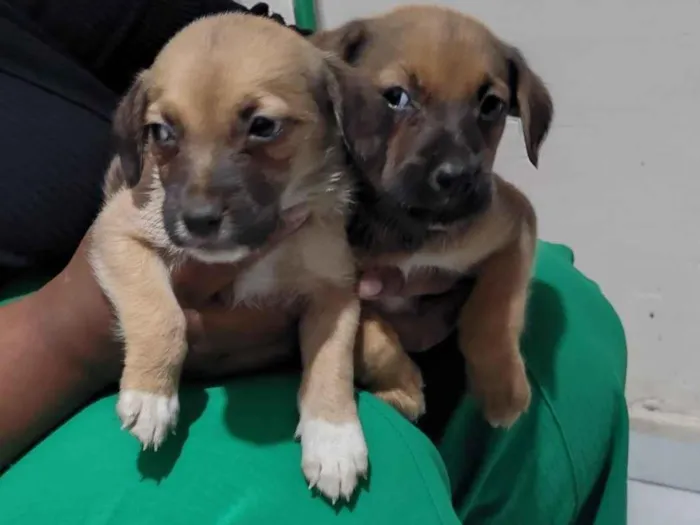 Cachorro raça SRD-ViraLata idade 2 a 6 meses nome Arrasca