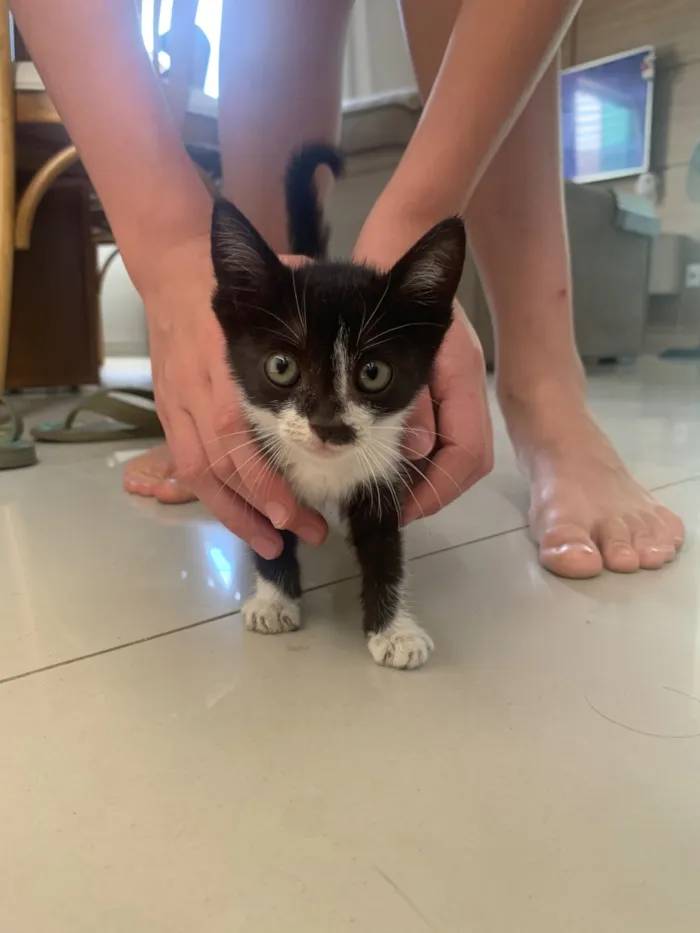 Gato raça SRD-ViraLata idade Abaixo de 2 meses nome Ainda não tem nome 