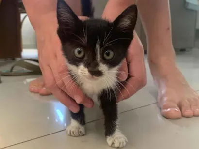 Gato raça SRD-ViraLata idade Abaixo de 2 meses nome Ainda não tem nome 