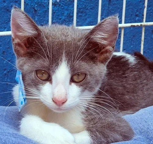 Gato raça SRD-ViraLata idade 2 a 6 meses nome GINO AZUL
