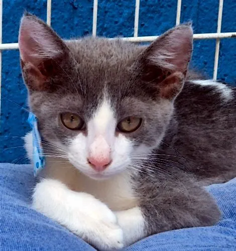 Gato raça SRD-ViraLata idade 2 a 6 meses nome GINO AZUL