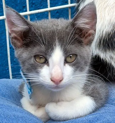 Gato raça SRD-ViraLata idade 2 a 6 meses nome GINO AZUL