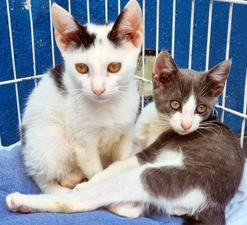 Gato raça SRD-ViraLata idade 2 a 6 meses nome GINO AZUL