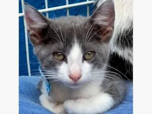 Gato raça SRD-ViraLata idade 2 a 6 meses nome GINO AZUL